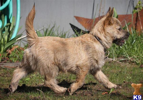 Cairn Terrier stud dog